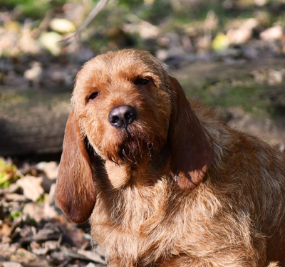 Basset