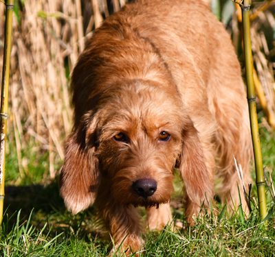 Basset